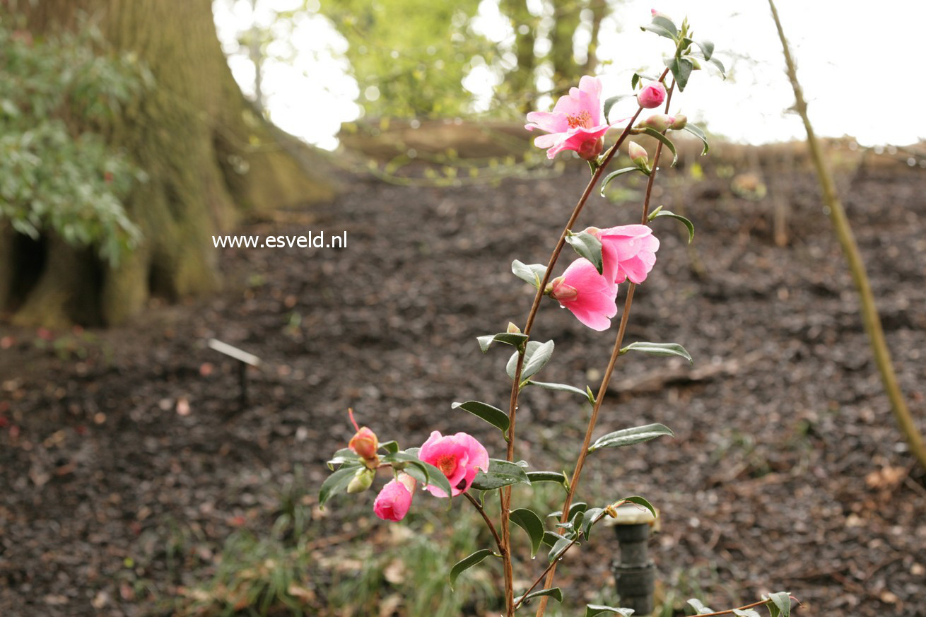 Camellia japonica 'Rosemary Williams'