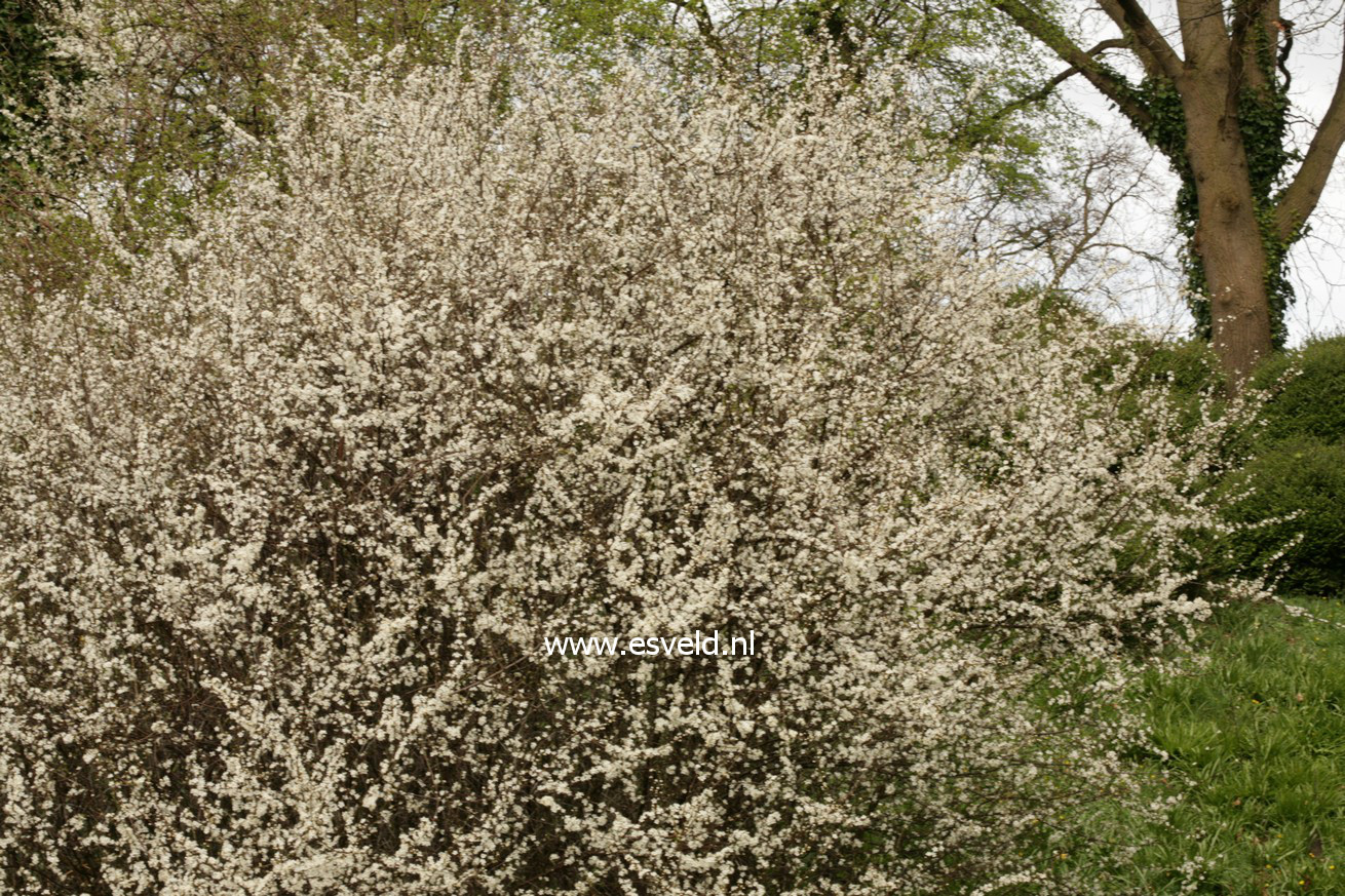 Prunus spinosa