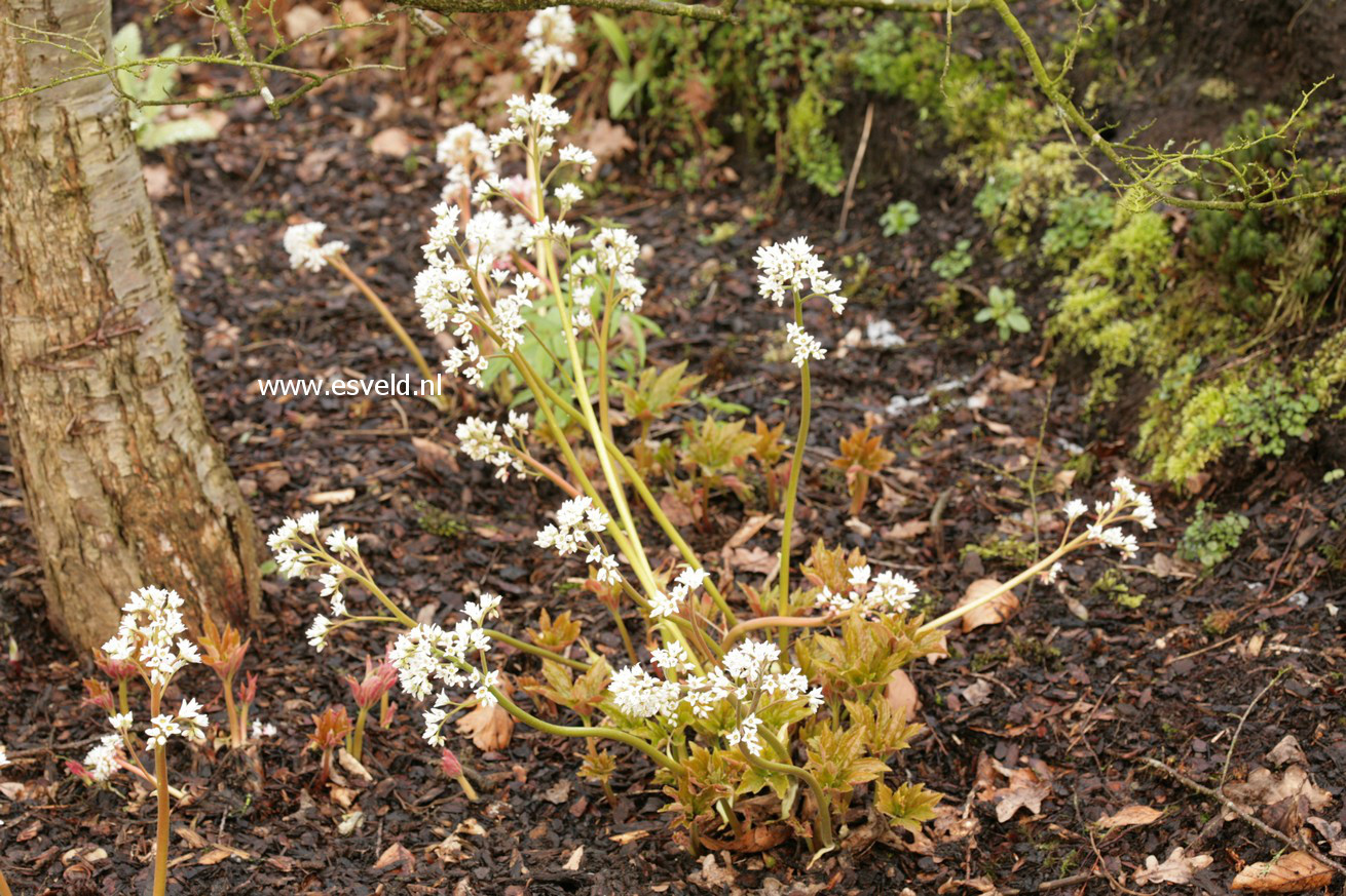 Mukdenia rossii