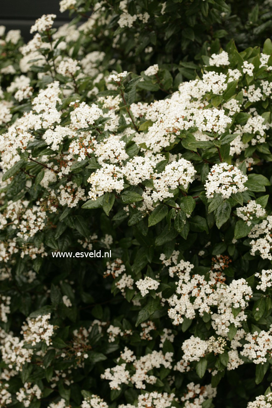 Viburnum tinus