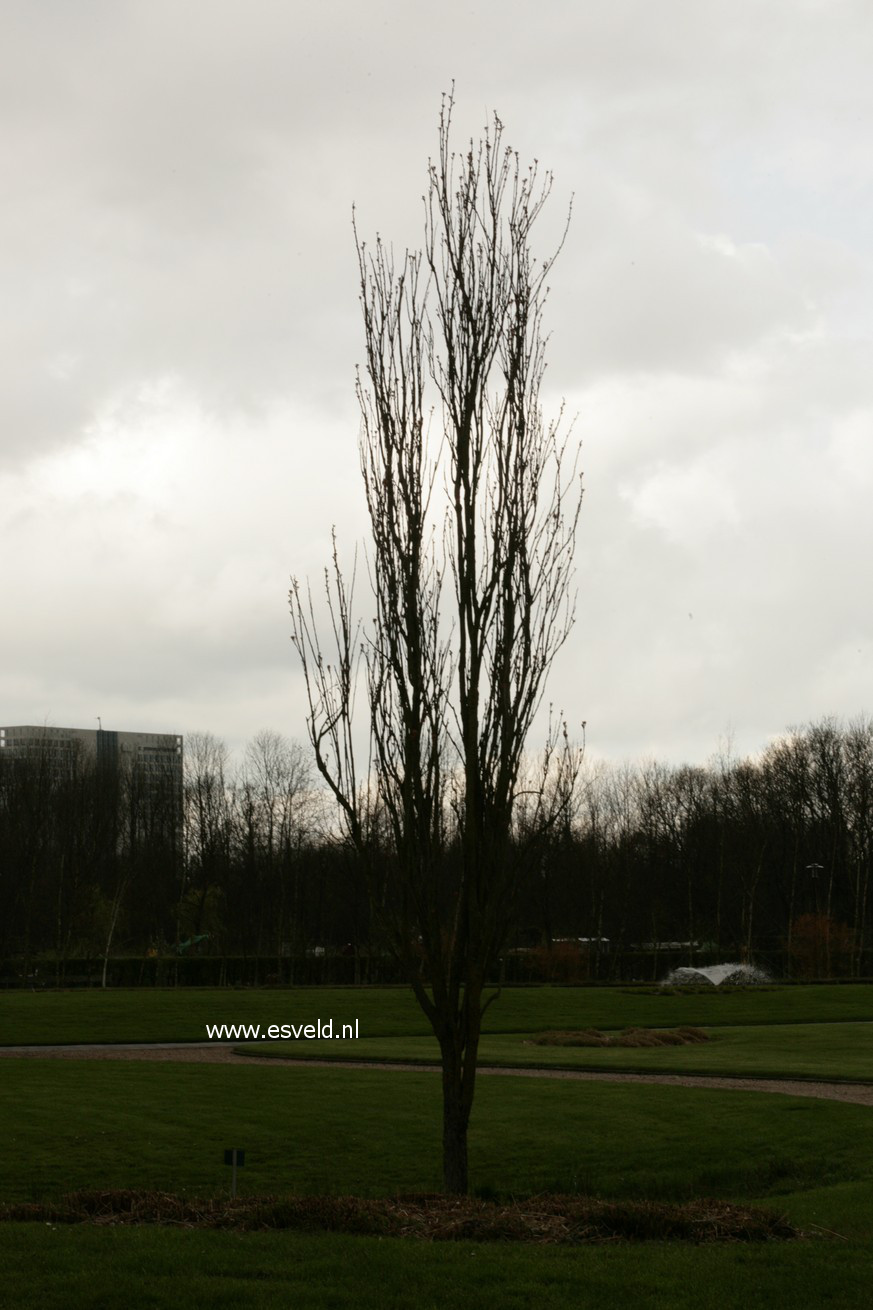 Koelreuteria paniculata 'Fastigiata'