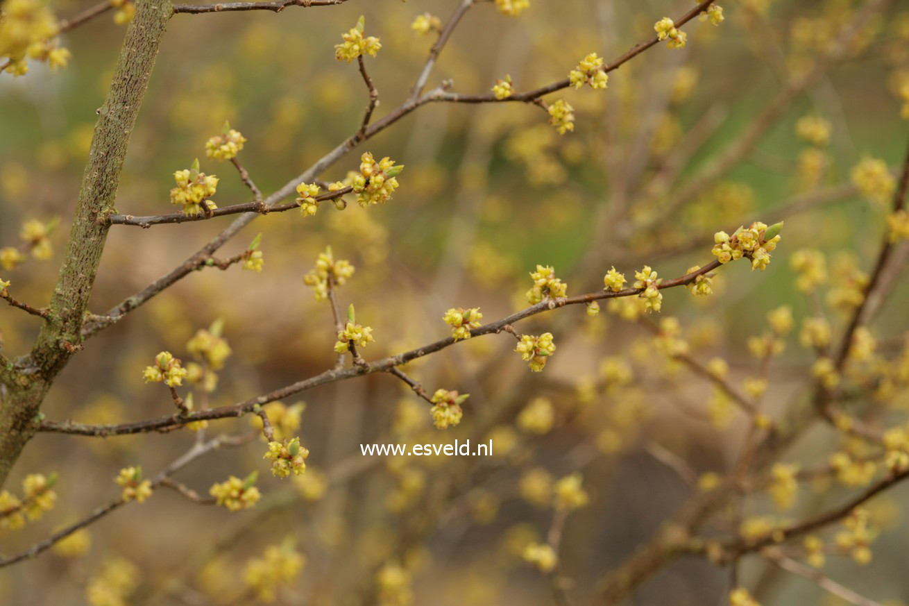 Lindera benzoin