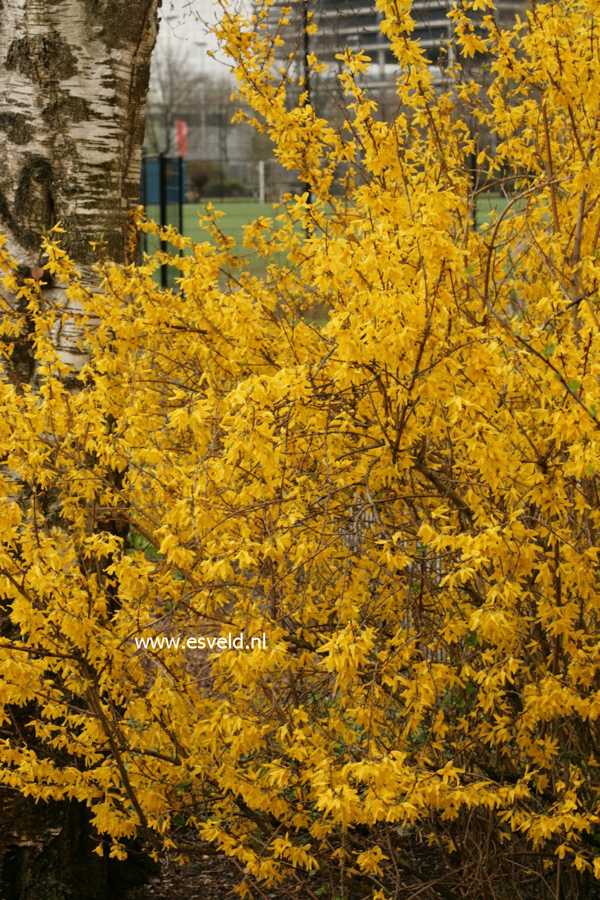 Forsythia intermedia 'Spectabilis'