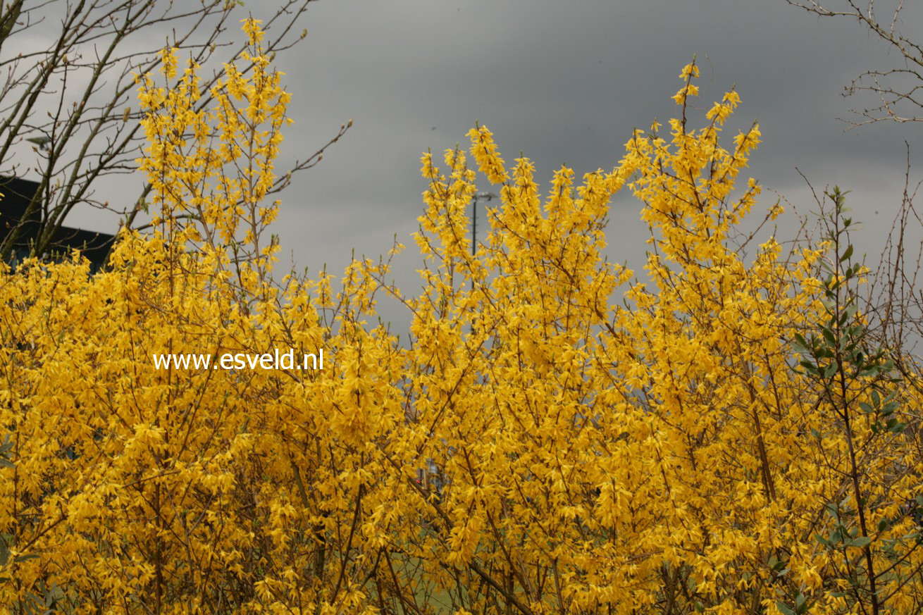 Forsythia intermedia 'Spectabilis'