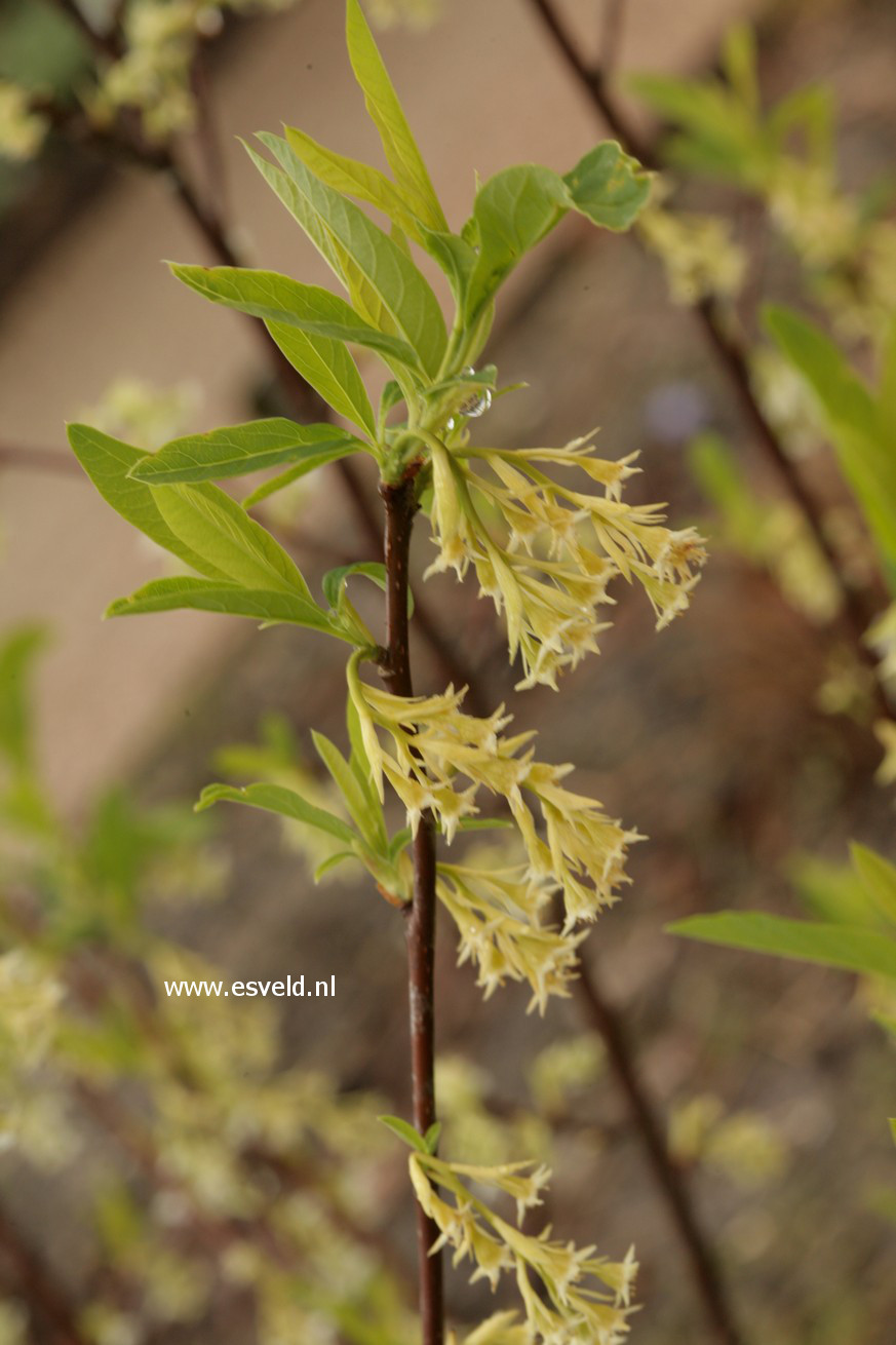 Oemleria cerasiformis