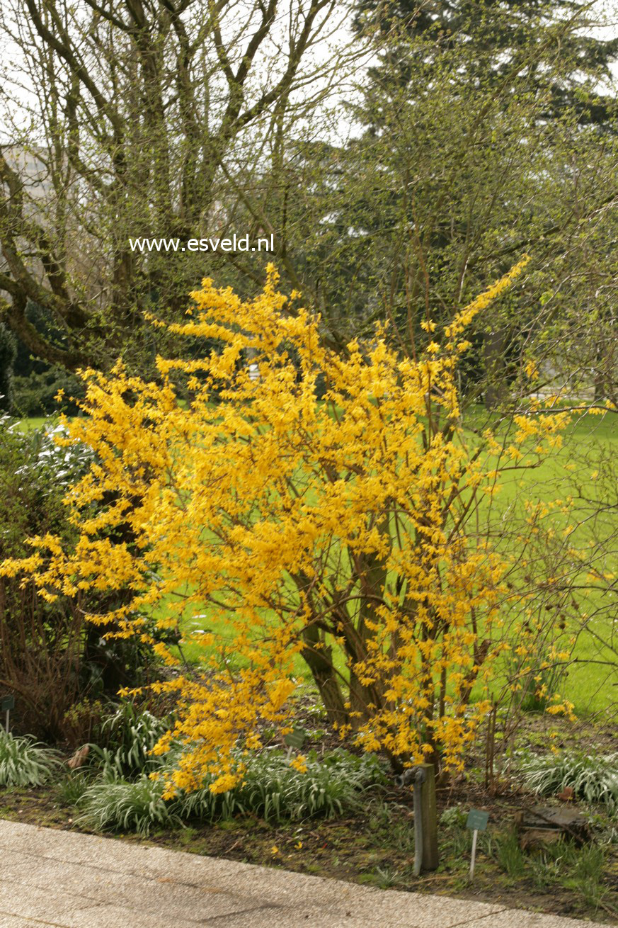 Forsythia intermedia 'Spectabilis'