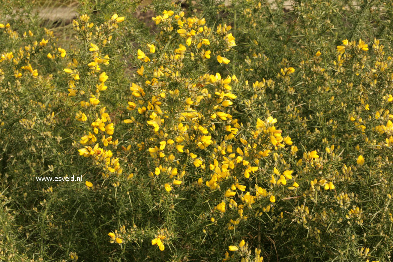 Ulex europaeus