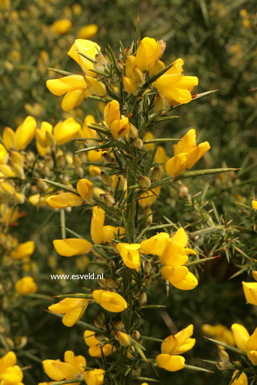 Ulex europaeus