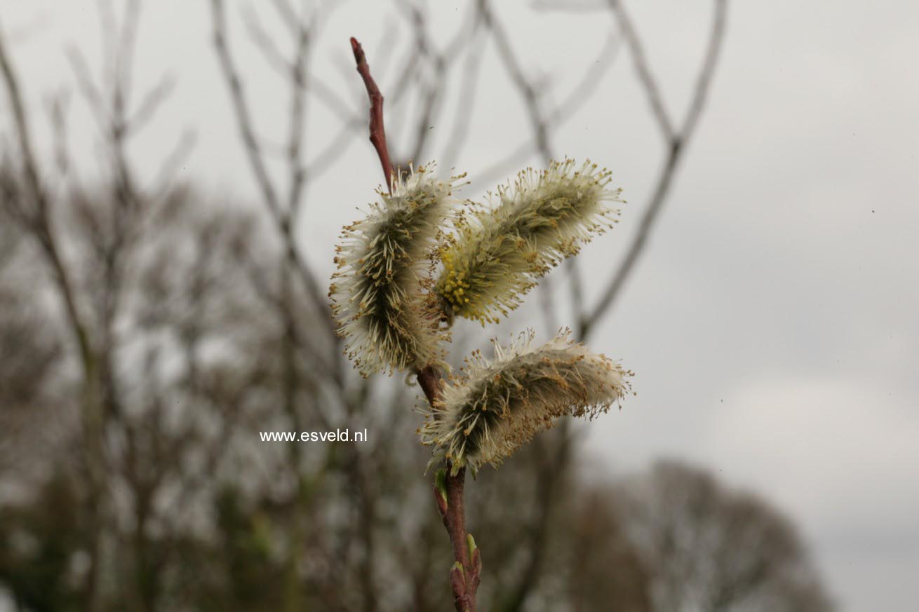 Salix daphnoides