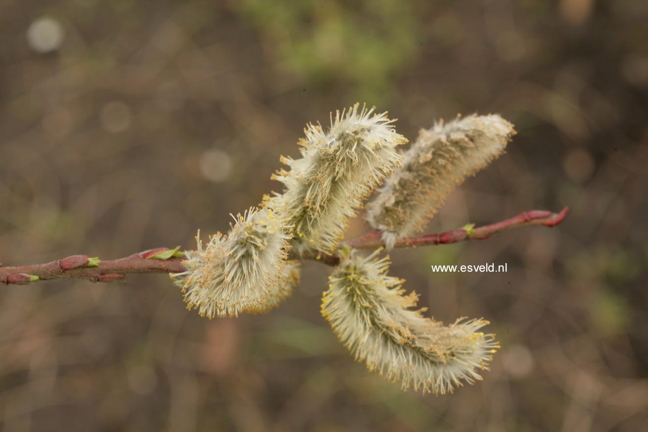 Salix daphnoides