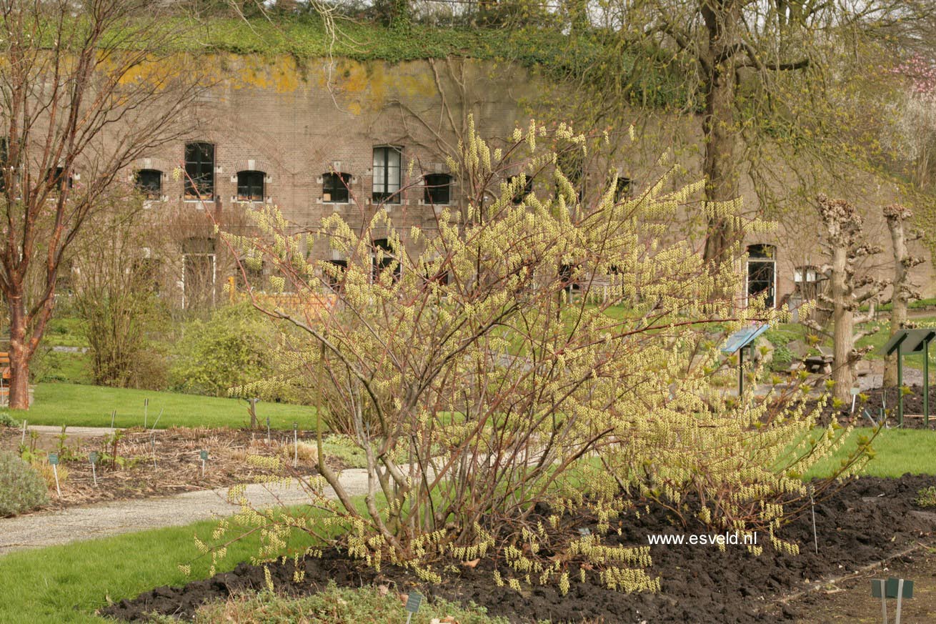 Stachyurus praecox