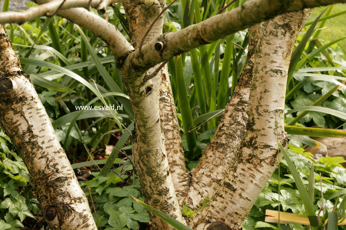 Betula medwediewii