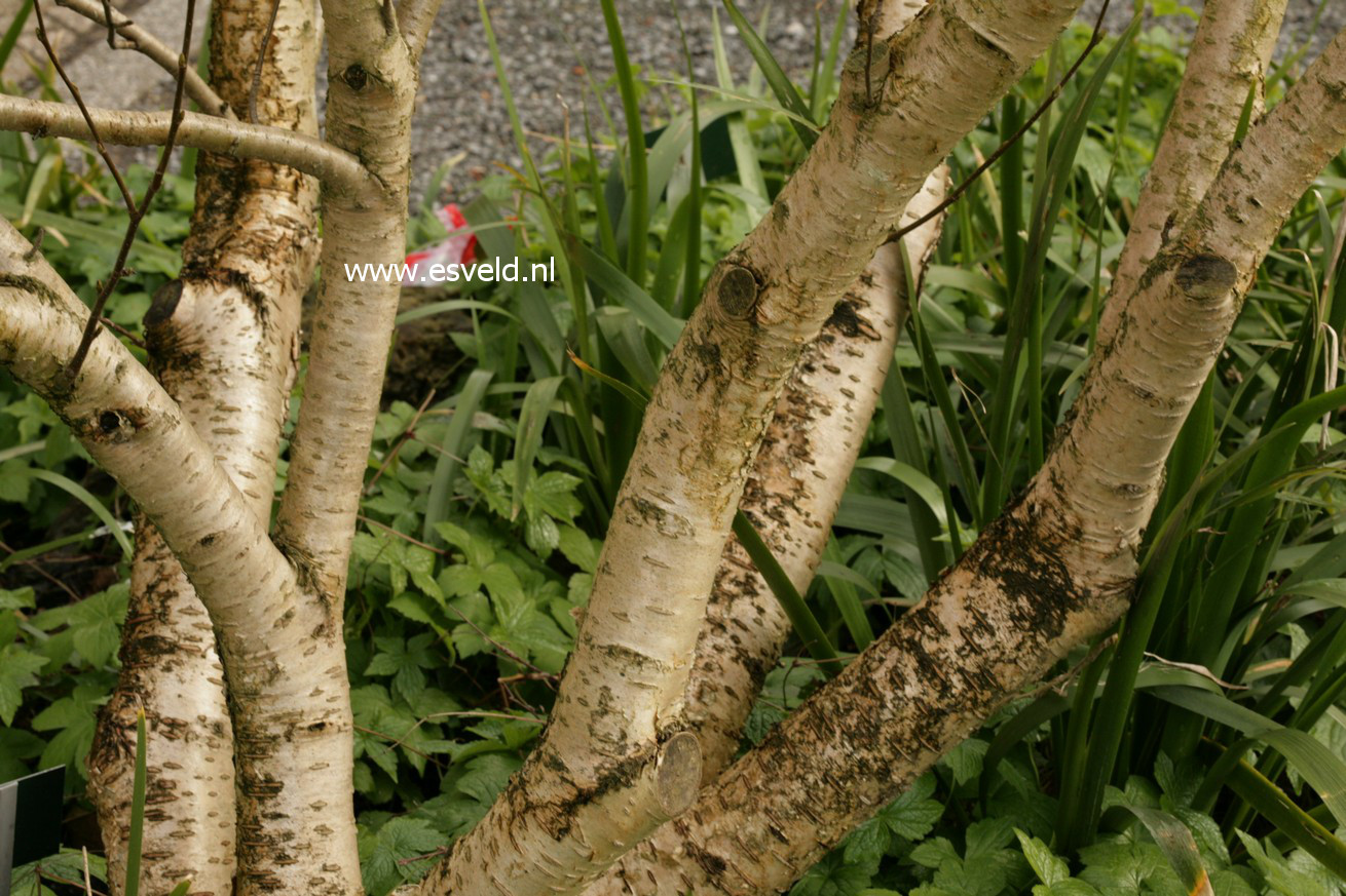 Betula medwediewii