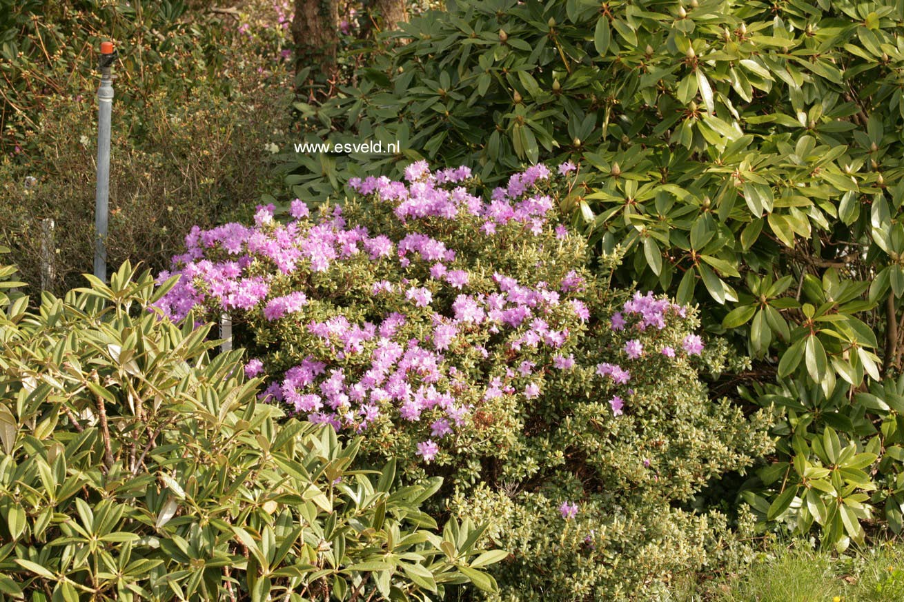 Rhododendron hippophaeoides