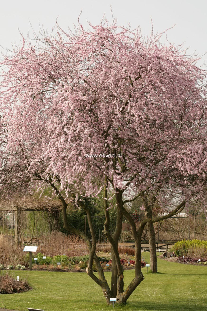 Prunus spinosa 'Rosea'