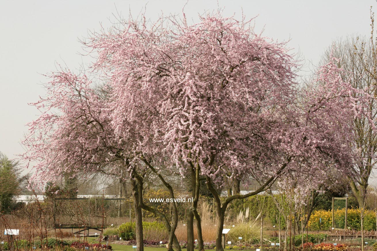 Prunus spinosa 'Rosea'