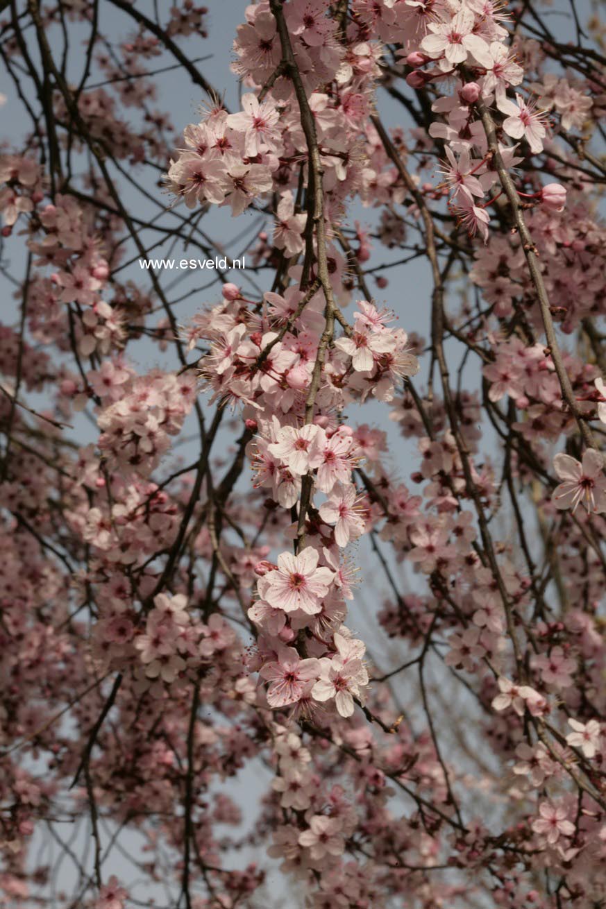 Prunus spinosa 'Rosea'