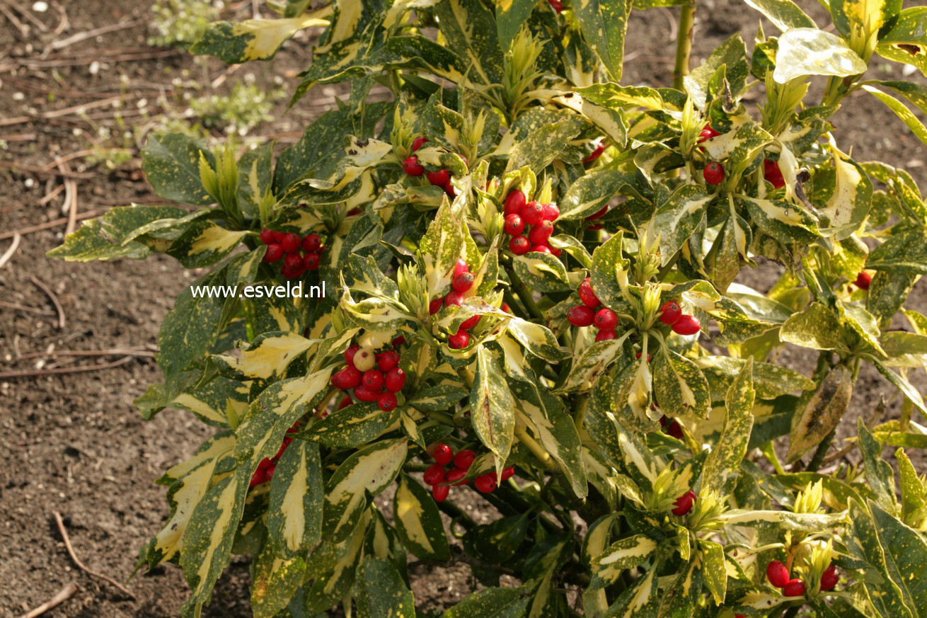 Aucuba japonica 'Picturata'