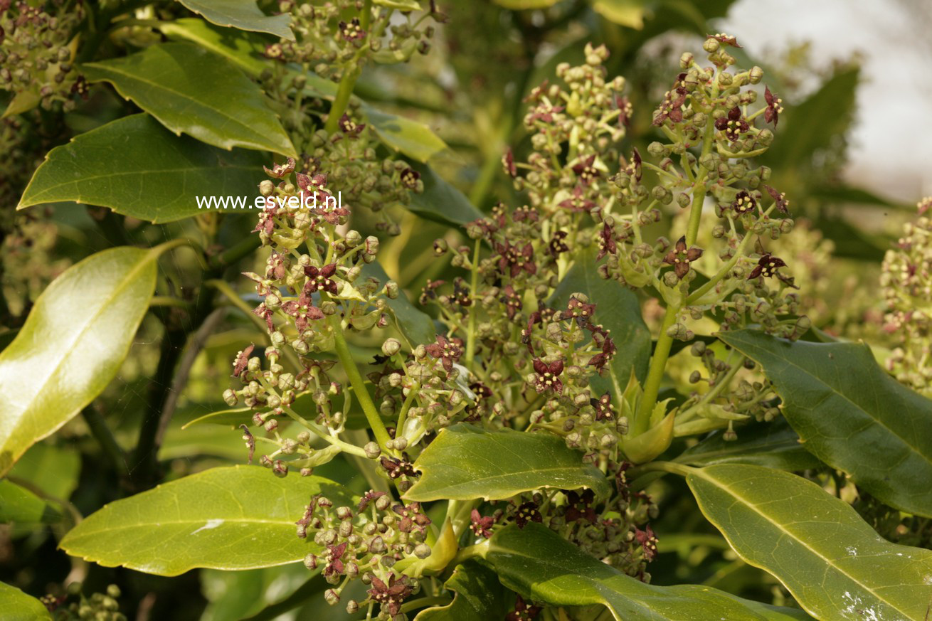 Aucuba japonica 'Longifolia'