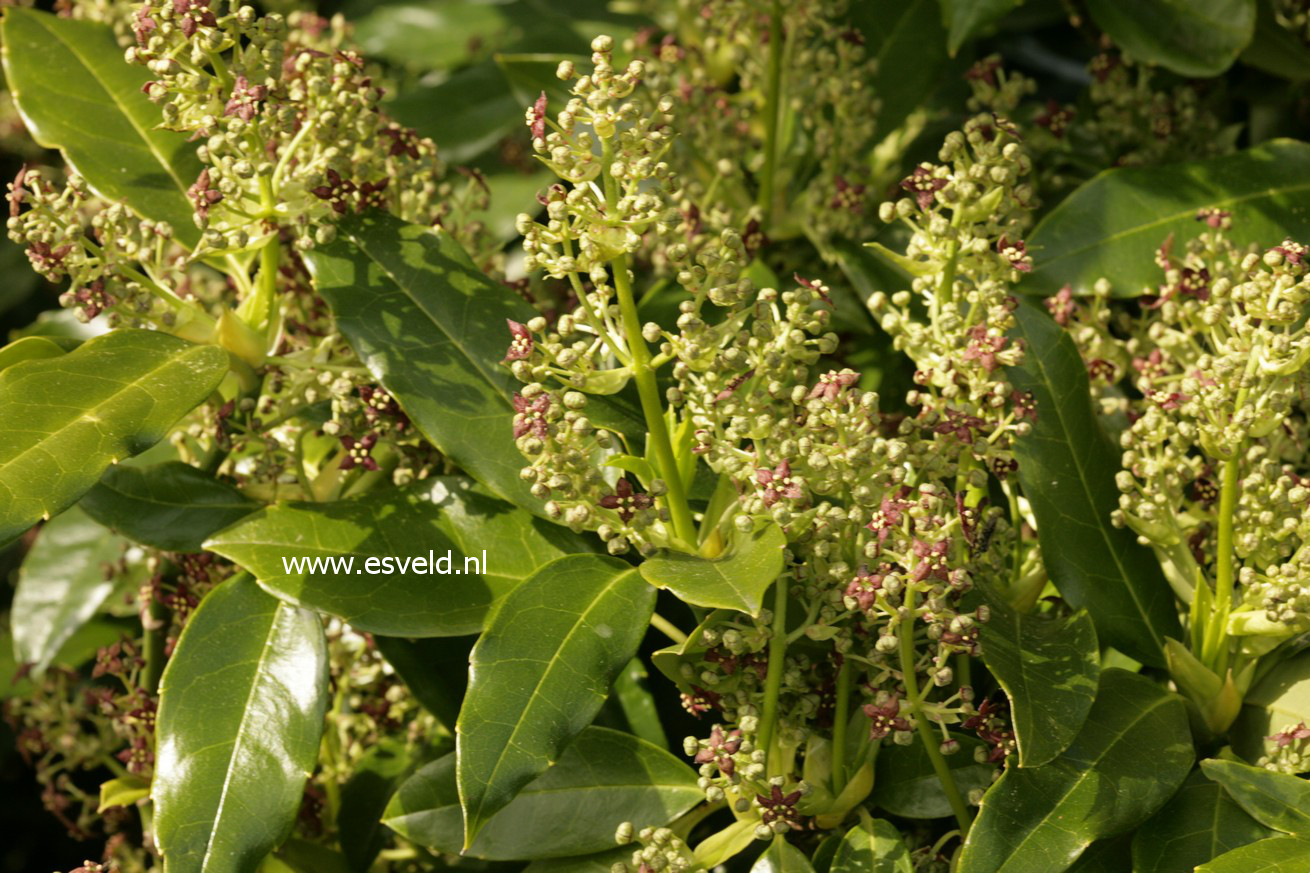 Aucuba japonica 'Longifolia'