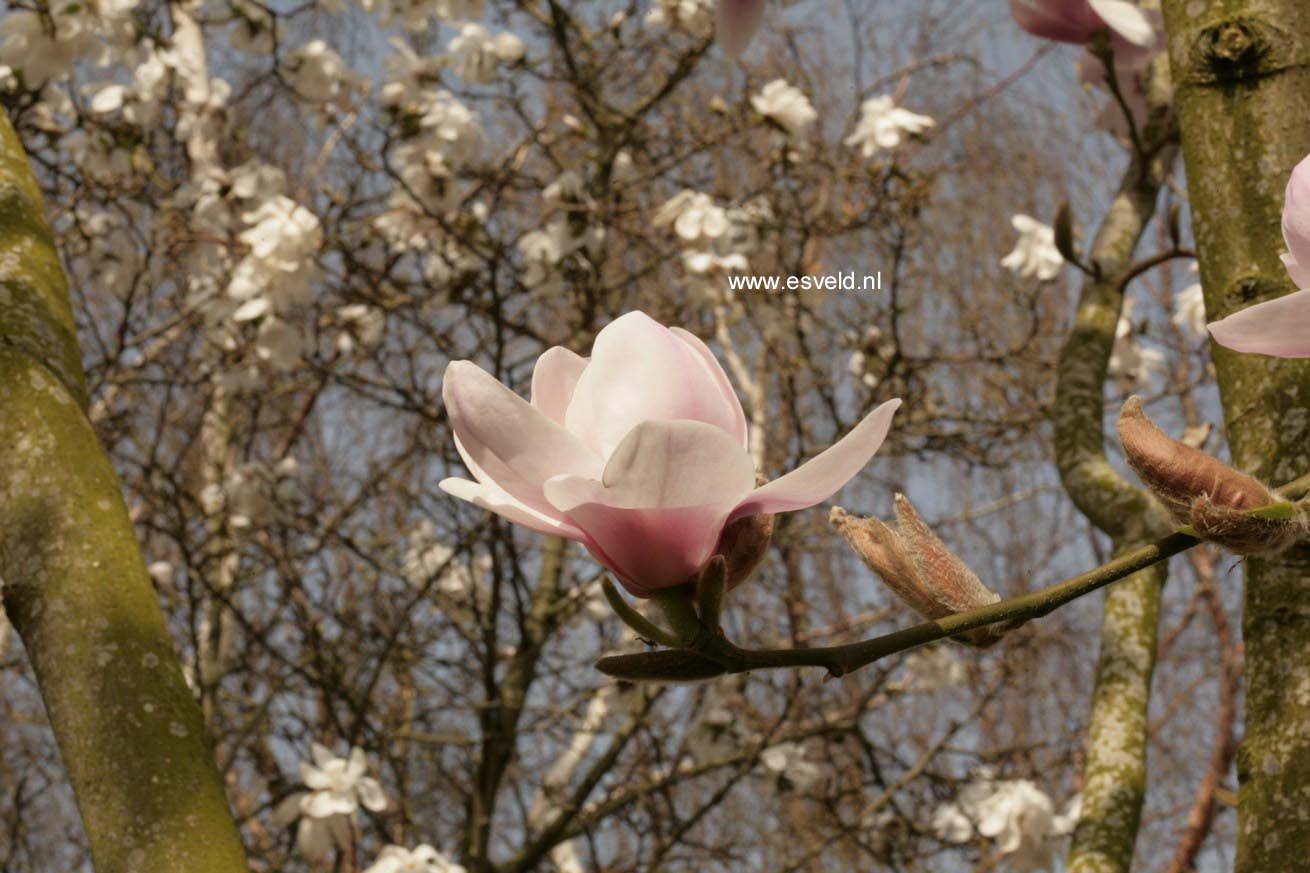 Magnolia 'Iolanthe'