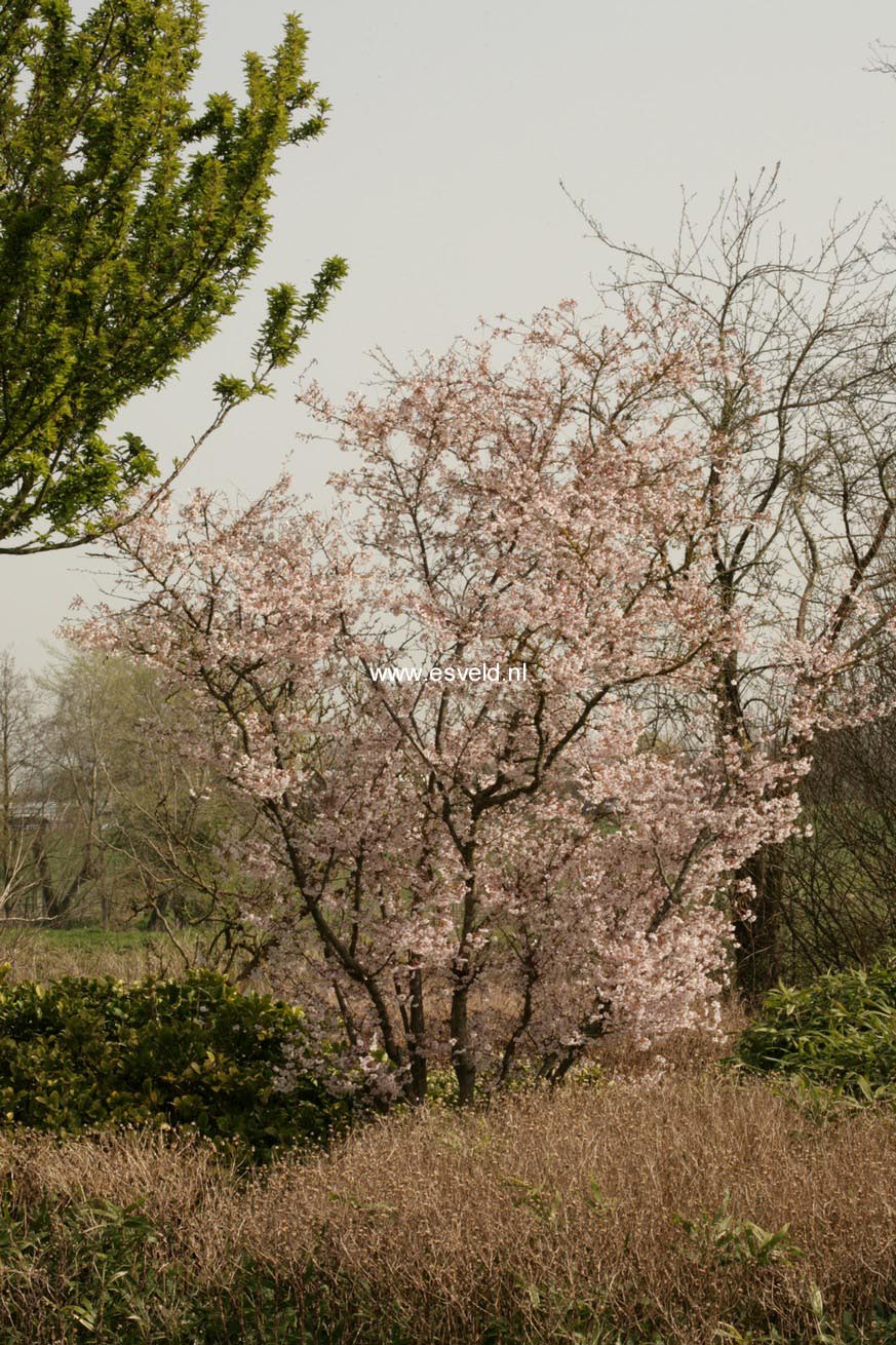 Prunus incisa 'Mikinori'