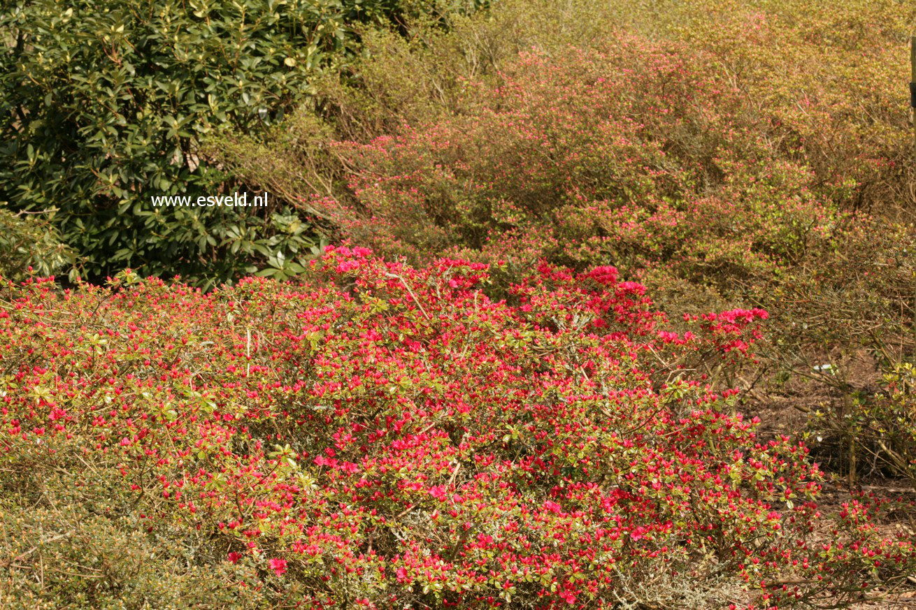 Azalea 'Hino Crimson'