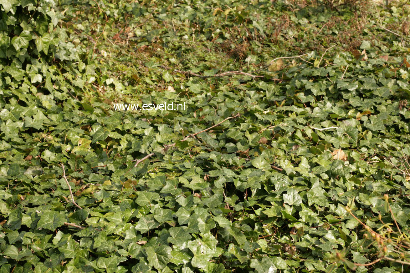 Hedera hibernica