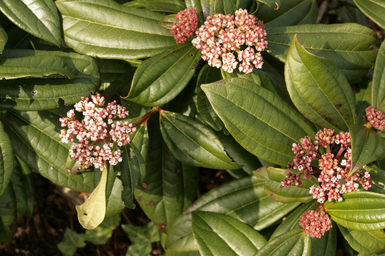 Viburnum davidii