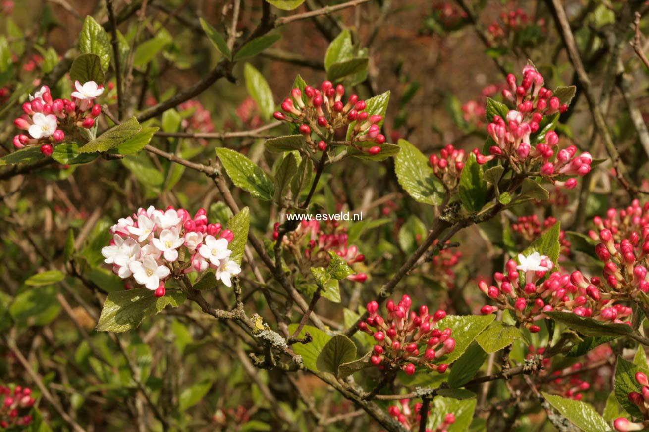 Viburnum burkwoodii 'Mohawk'