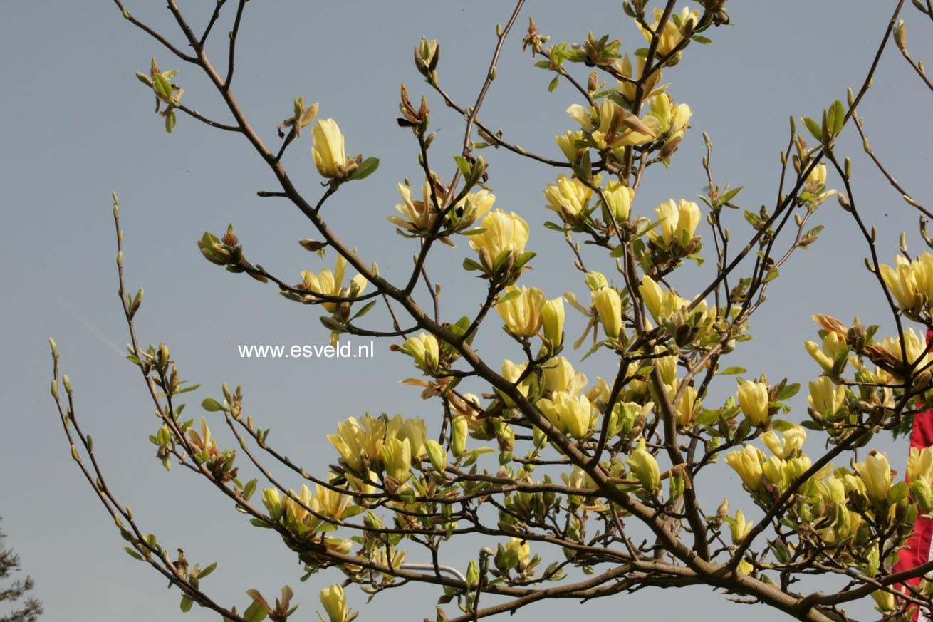 Magnolia 'Butterflies'