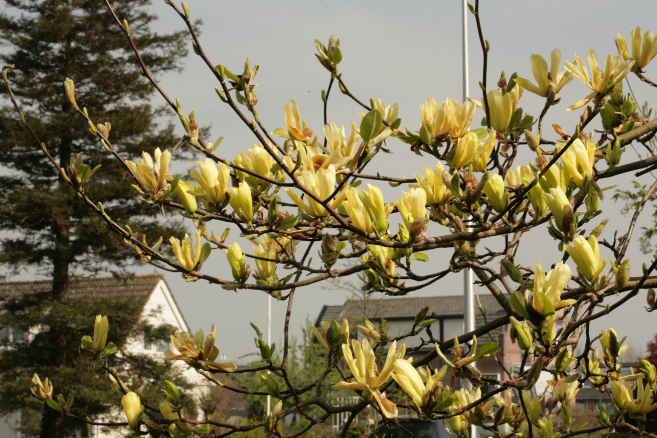 Magnolia 'Butterflies'