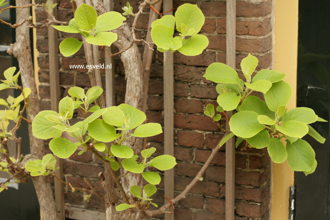 Actinidia deliciosa