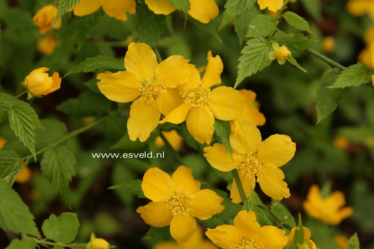 Kerria japonica