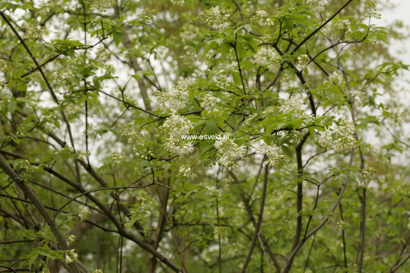 Staphylea colchica