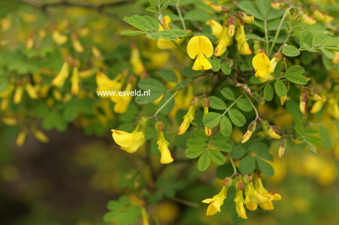 Hippocrepis emerus