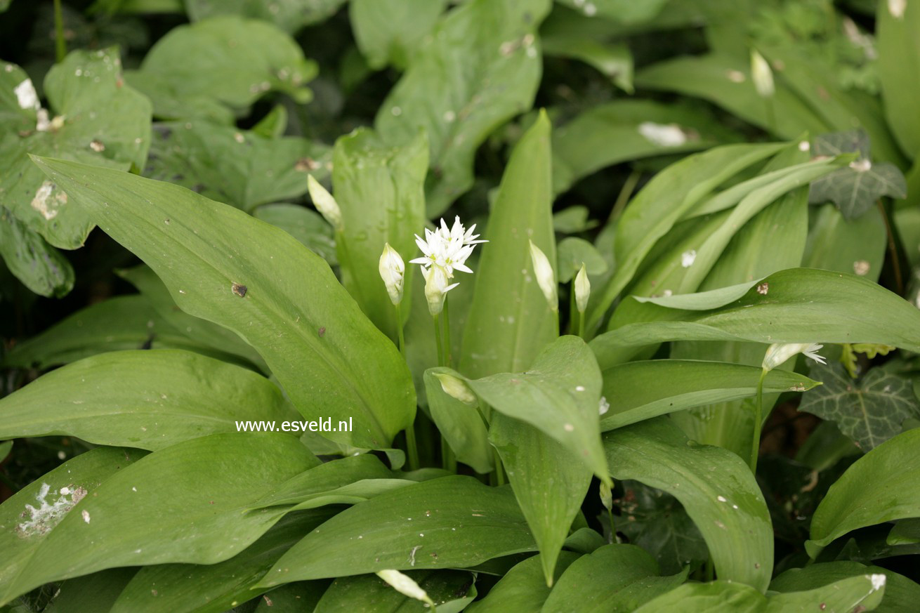 Allium ursinum