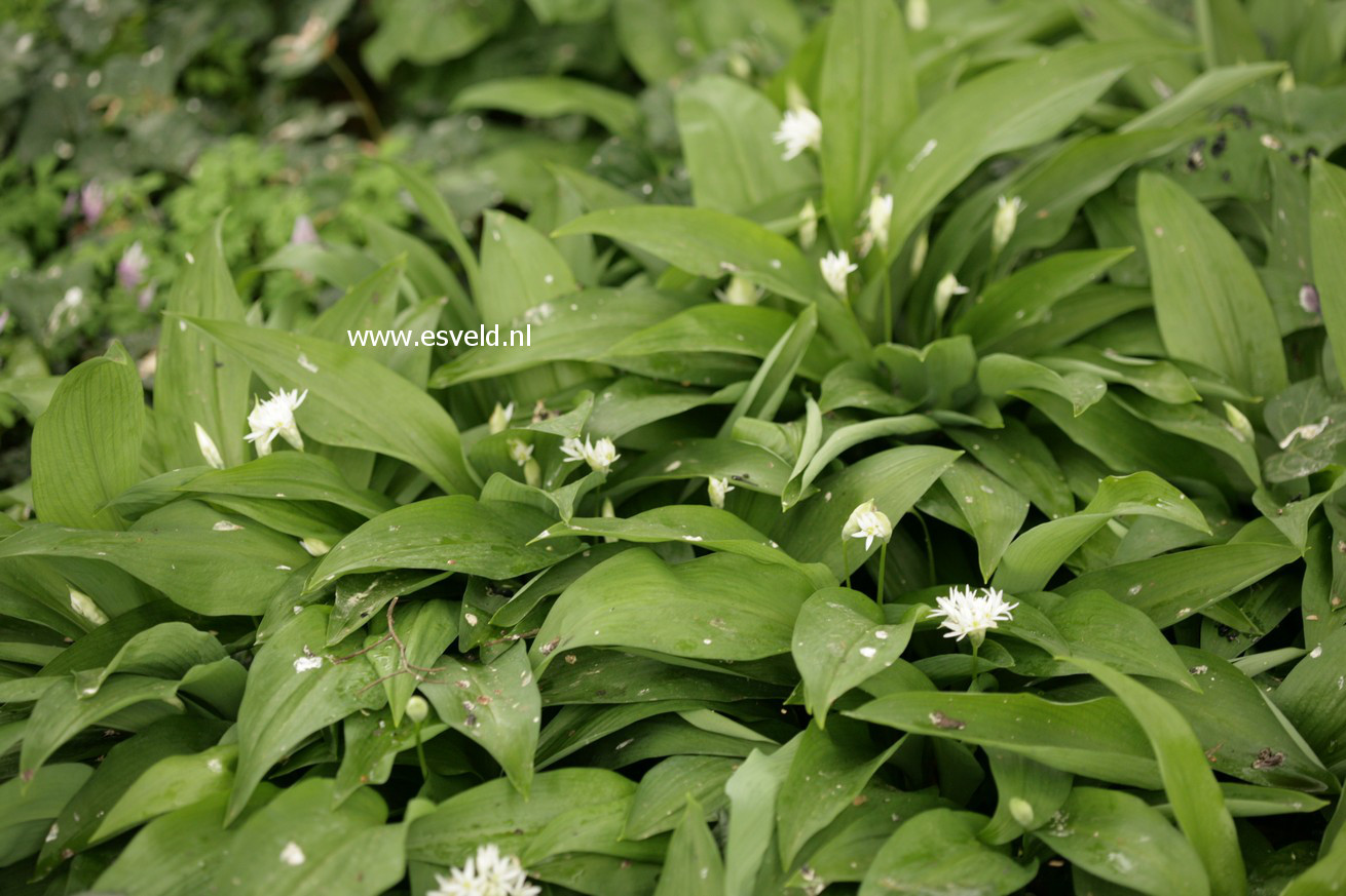 Allium ursinum