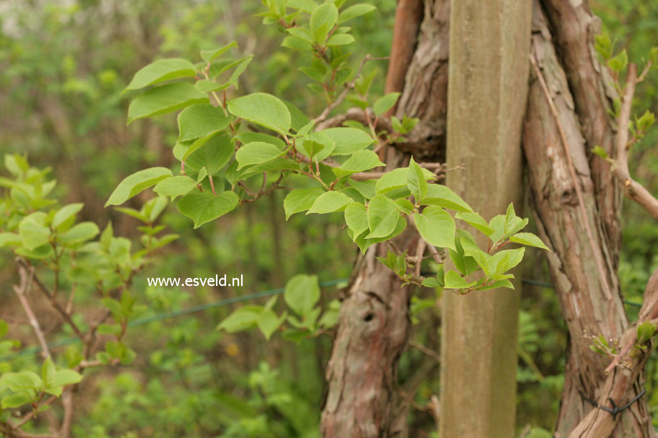 Actinidia arguta