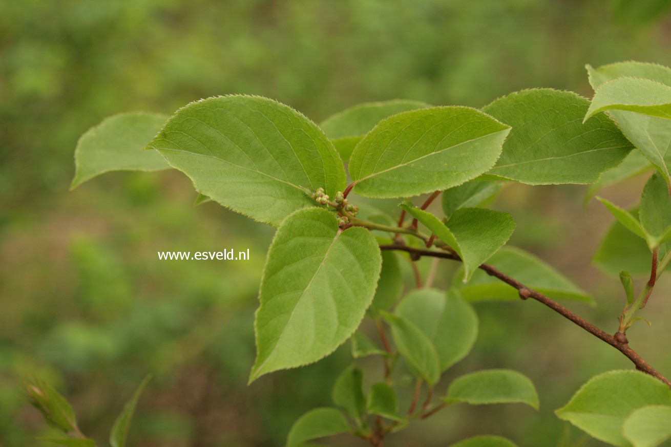 Actinidia arguta