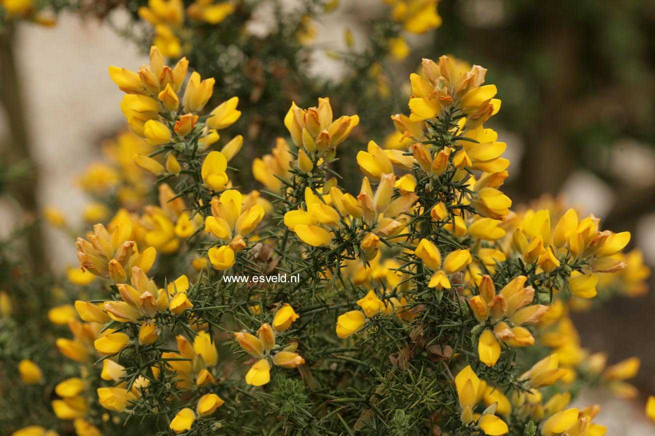 Ulex europaeus