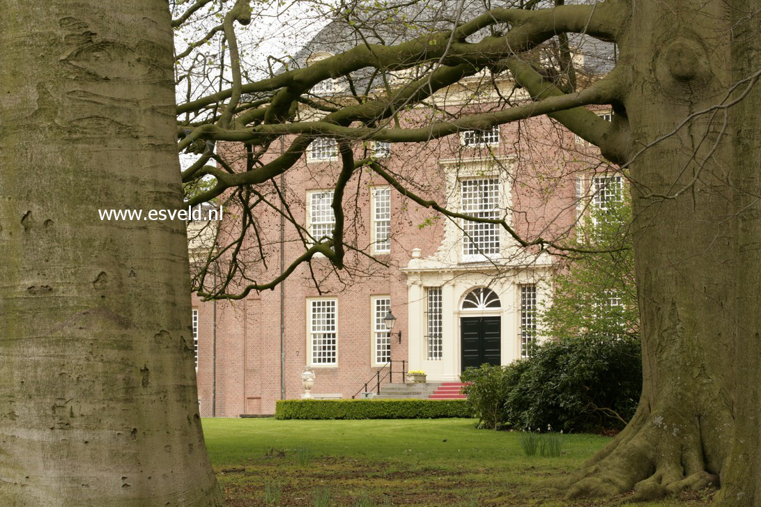 Fagus sylvatica