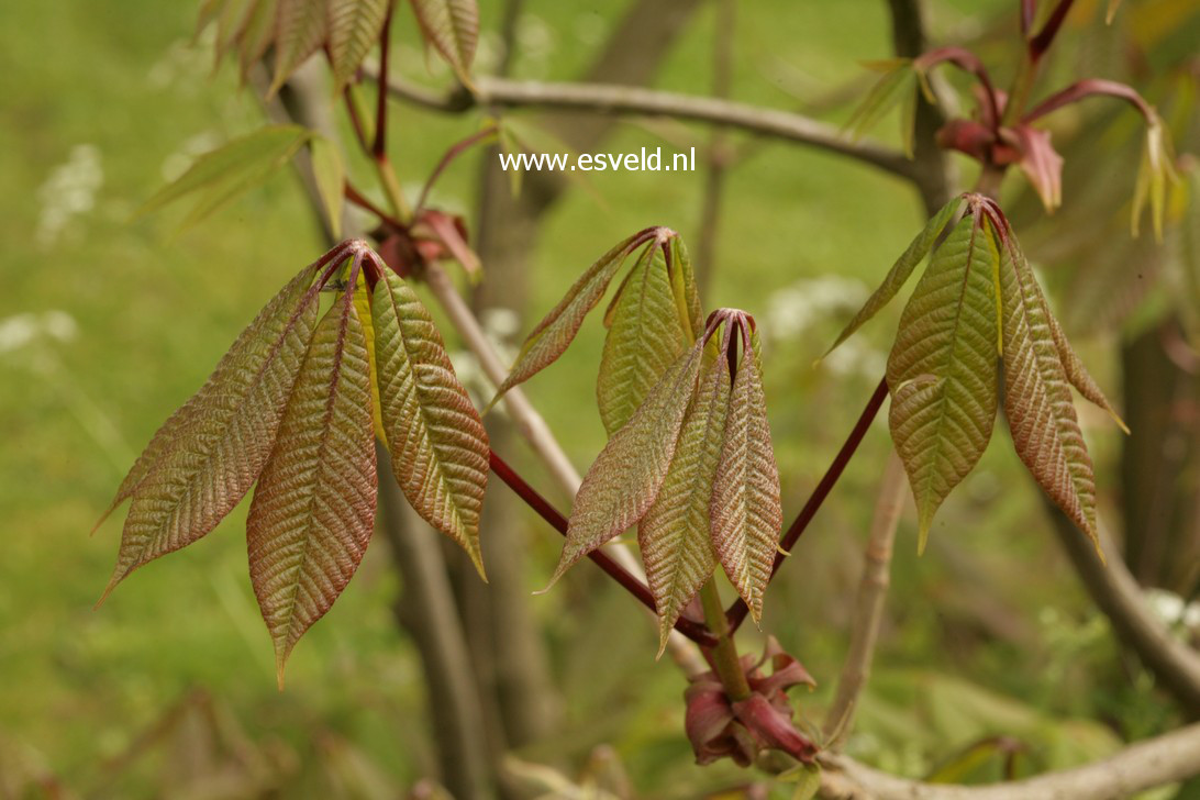 Aesculus parviflora