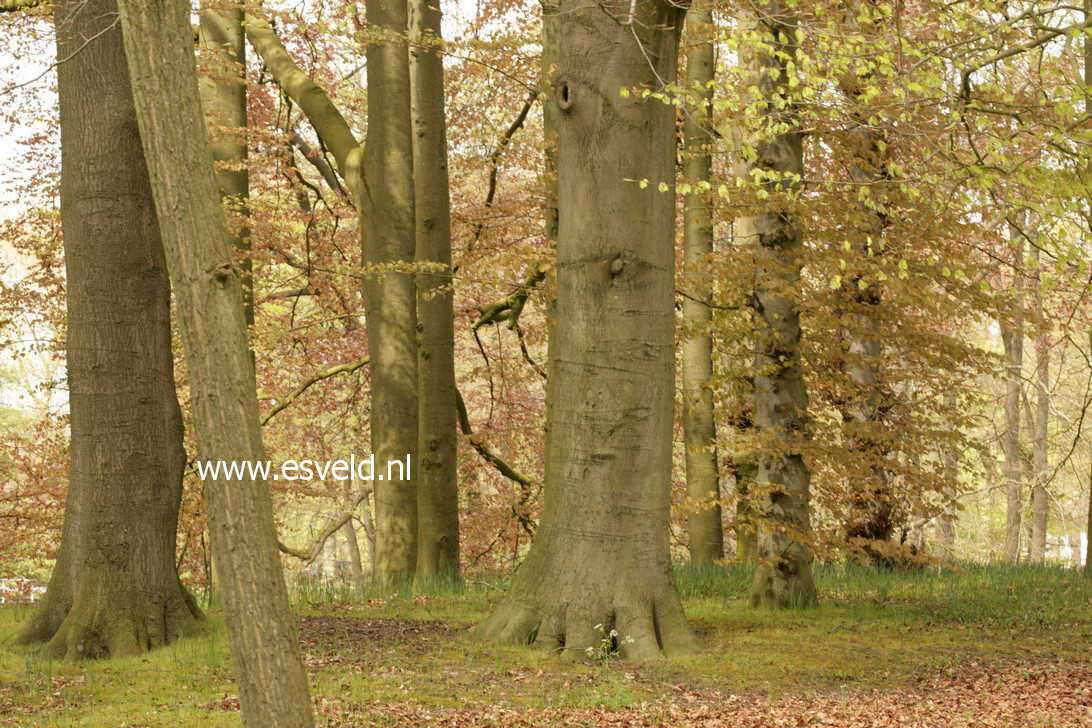 Fagus sylvatica 'Atropunicea'