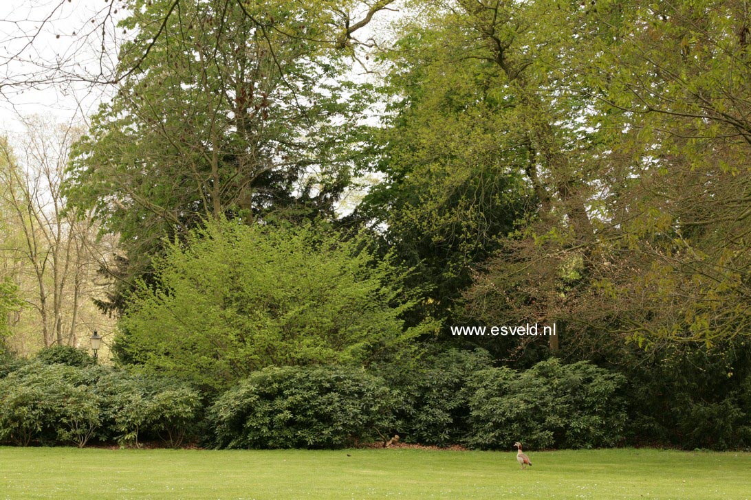 Rhododendron 'Catawbiense Grandiflorum'