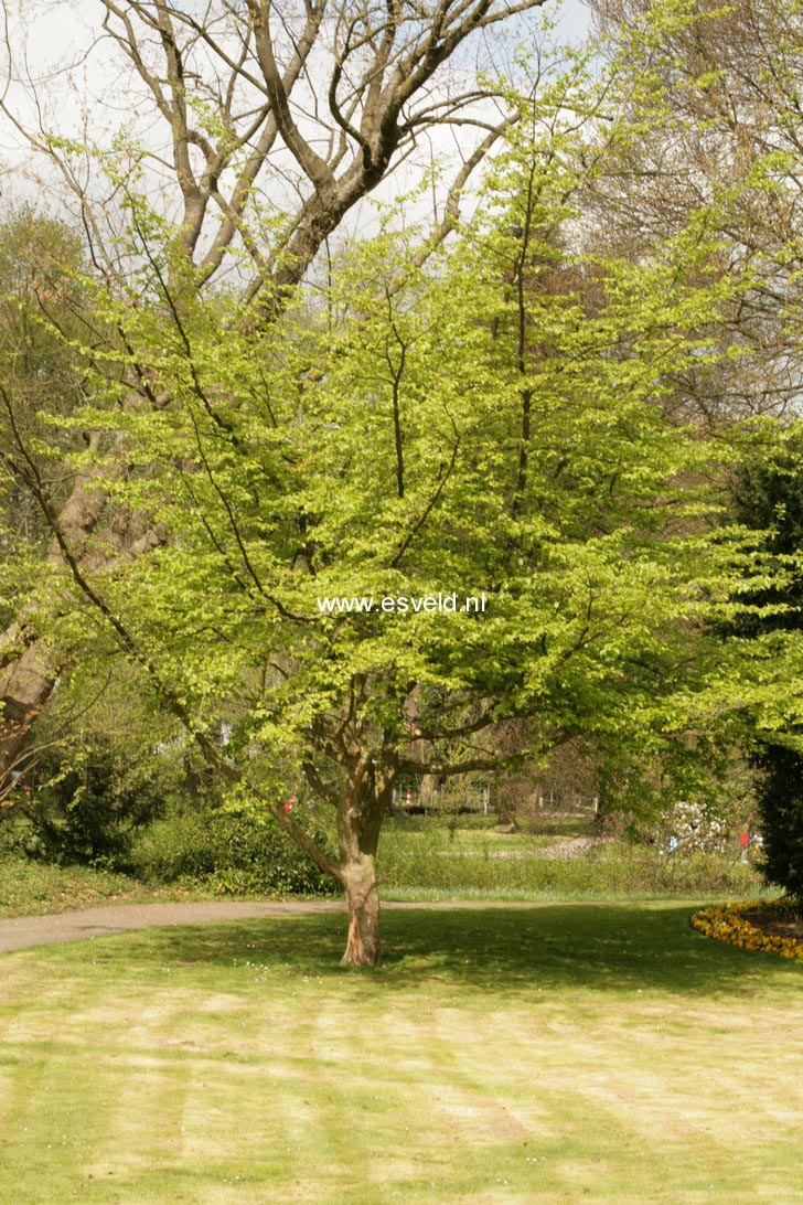 Parrotia persica