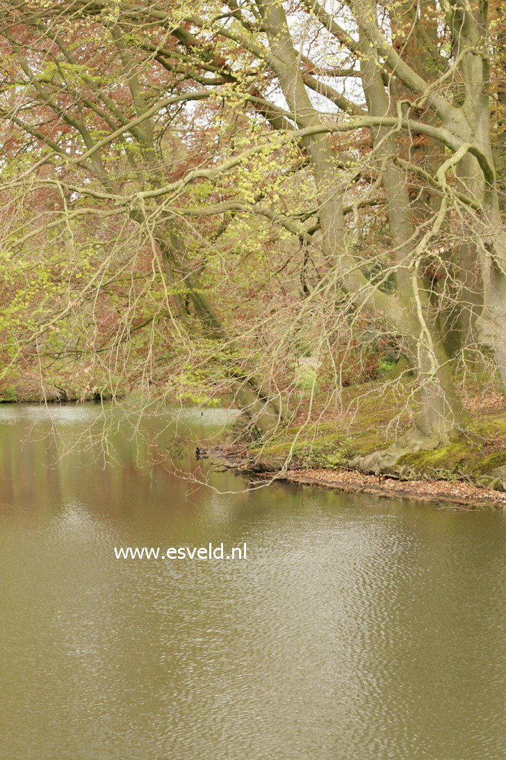 Fagus sylvatica