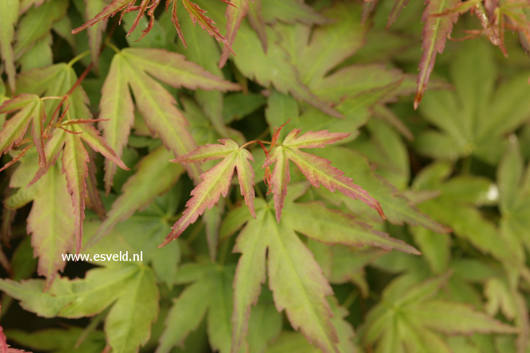 Acer palmatum 'Diana'