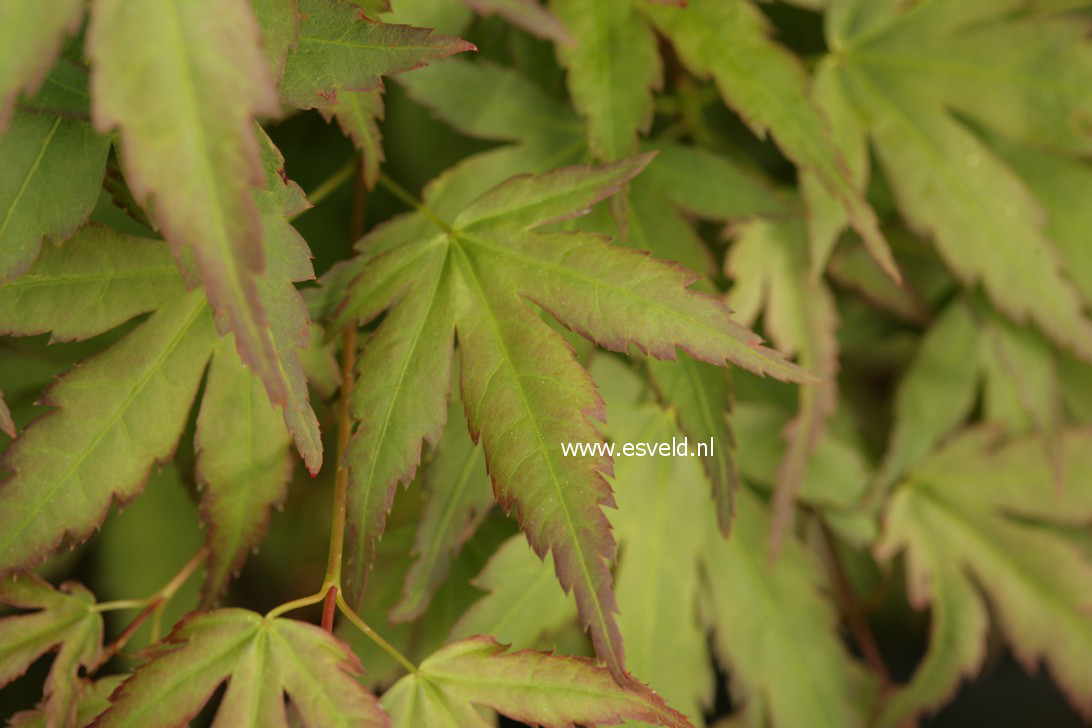 Acer palmatum 'Diana'