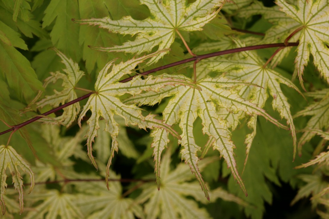 Picture And Description Of Acer Palmatum 'Ghost Dancer'